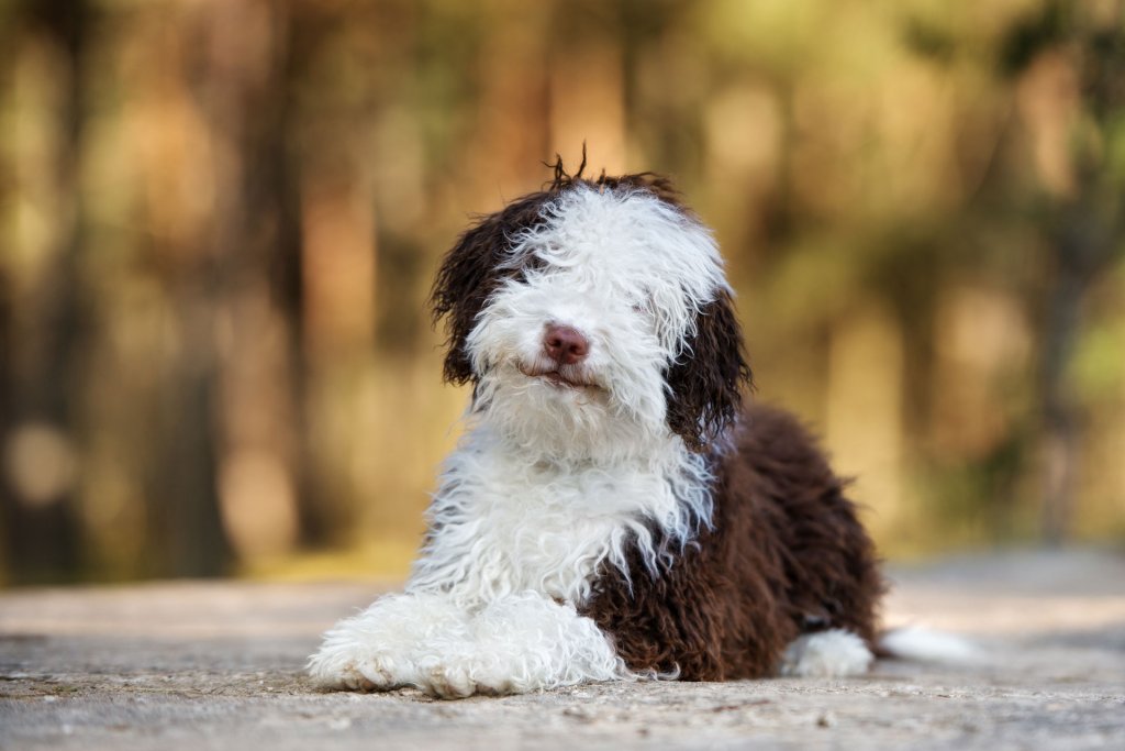 Spanish water dog