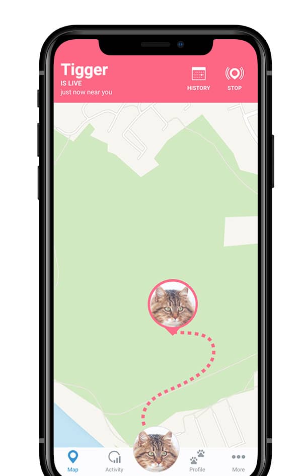 Cat GPS tracking