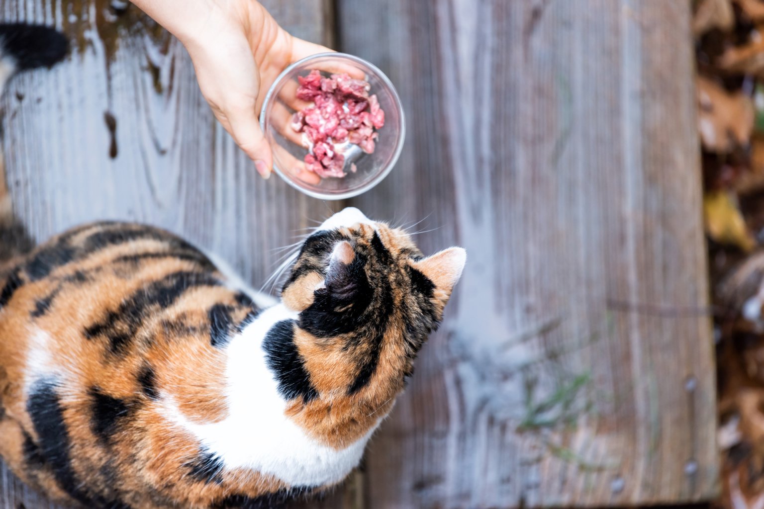 Dreifärbige Katze liebäugelt mit Futterschüssel aus Glas