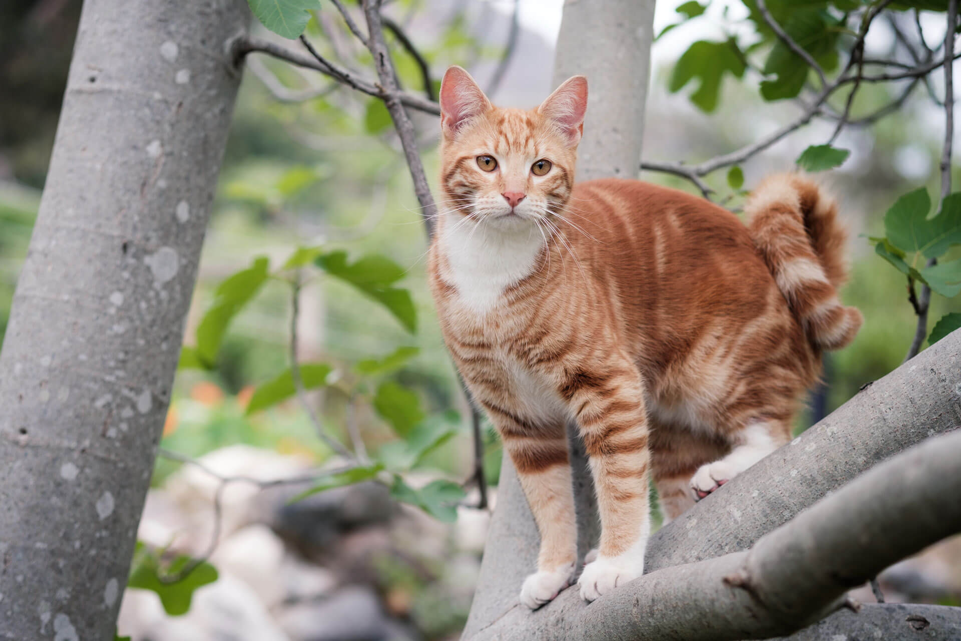 Rot-weiße Katze auf Baum