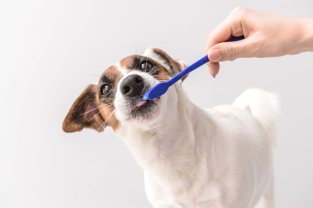 Liten vit och brun hund med blå tandborste