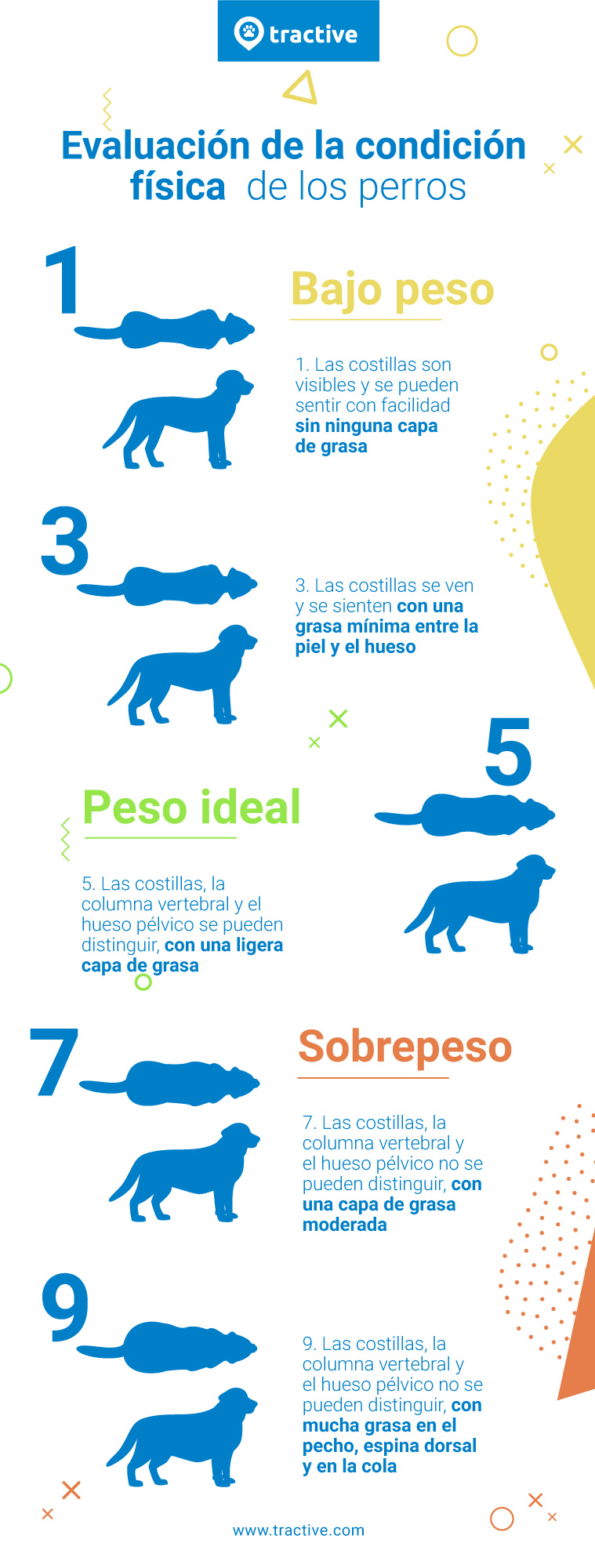 Infografía de la puntuación de la condición corporal para perros con sobrepeso