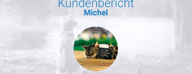 Getigerte Katze mit Tracker am Halsband liegt schlafend auf der Veranda aus Holz