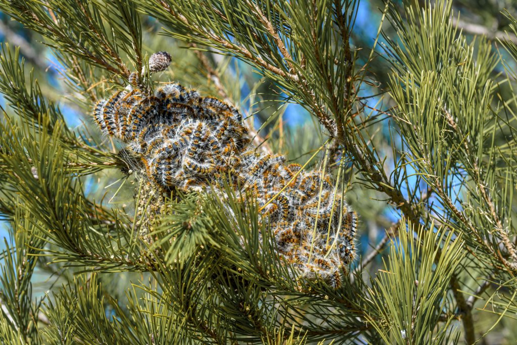 Nid de chenilles processionnaires dans les branches d'un pin