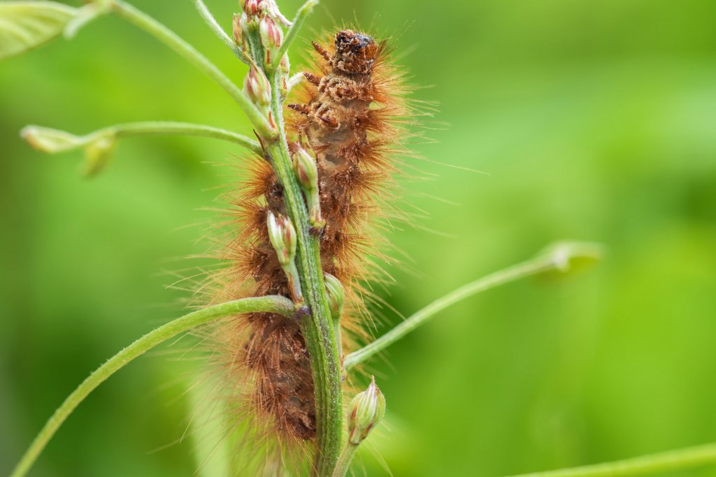 gros plan sur une chenille processionnaire montant sur une tige