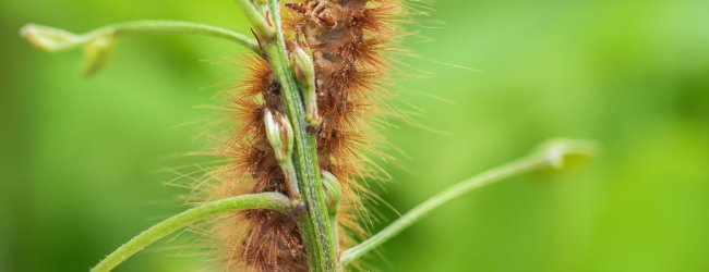 gros plan sur une chenille processionnaire montant sur une tige