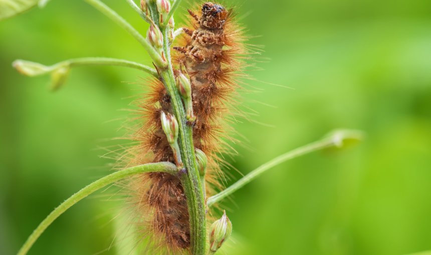 gros plan sur une chenille processionnaire montant sur une tige