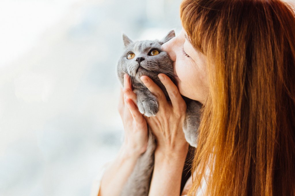 Chat de Race British short hair dans les bras de sa maîtresse une femme rousse