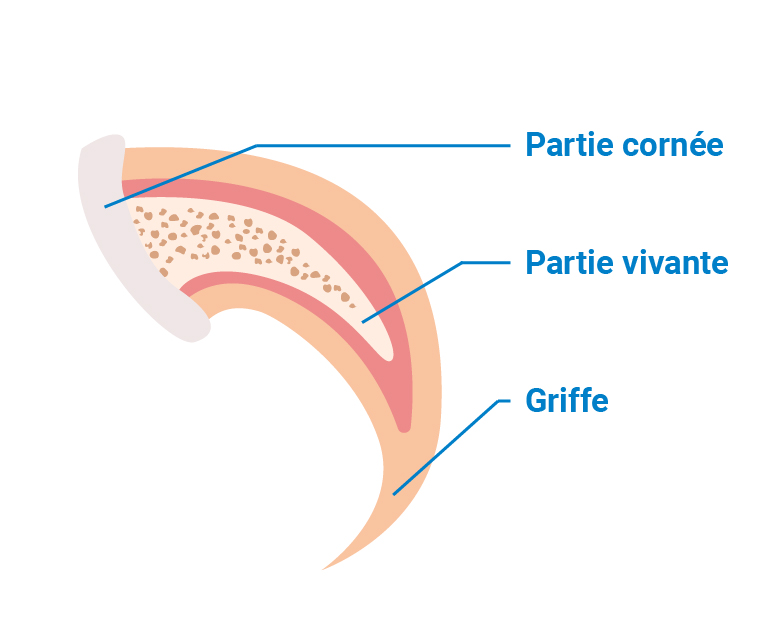 illustration d'une vue en coupe des différentes parties de la griffe d'un chat