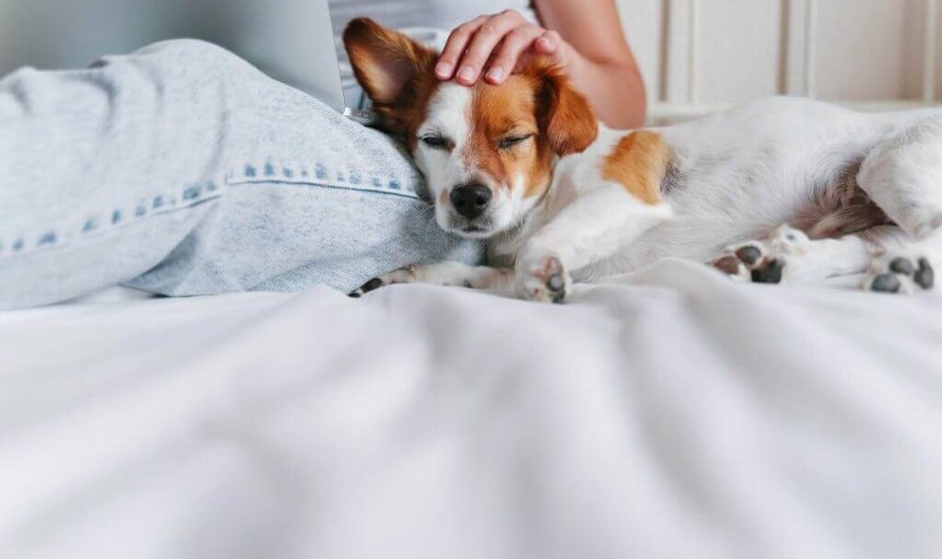 persona en la cama acariciando la cabeza de un perro marrón y blanco