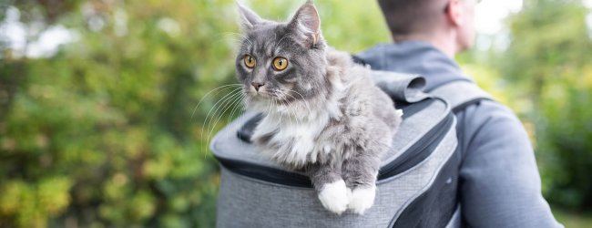 A man carrying his cat in a backpack