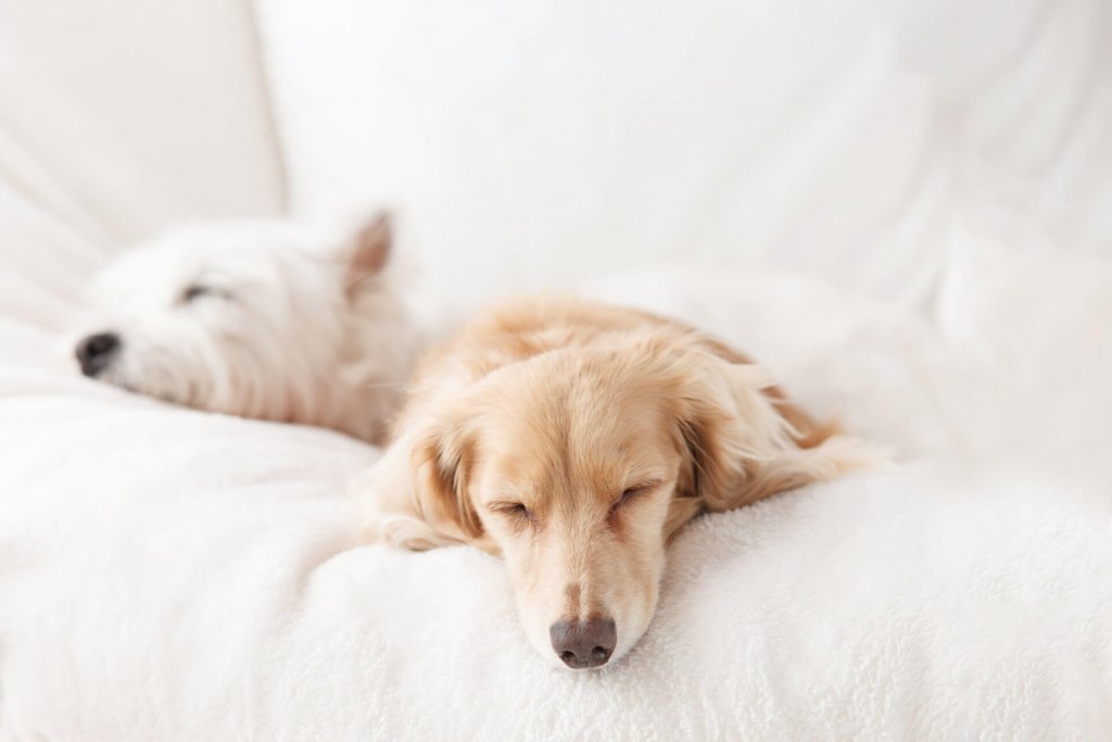 Dos perros durmiendo el uno al lado del otro