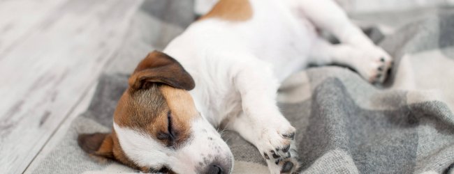 Kleiner weißbrauner Hund liegt auf der Decke und schläft