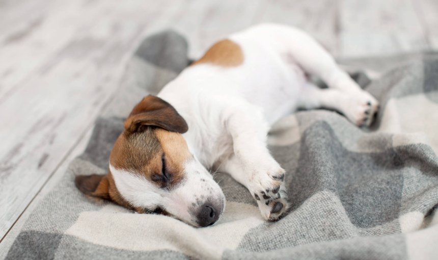 Kleiner weißbrauner Hund liegt auf der Decke und schläft