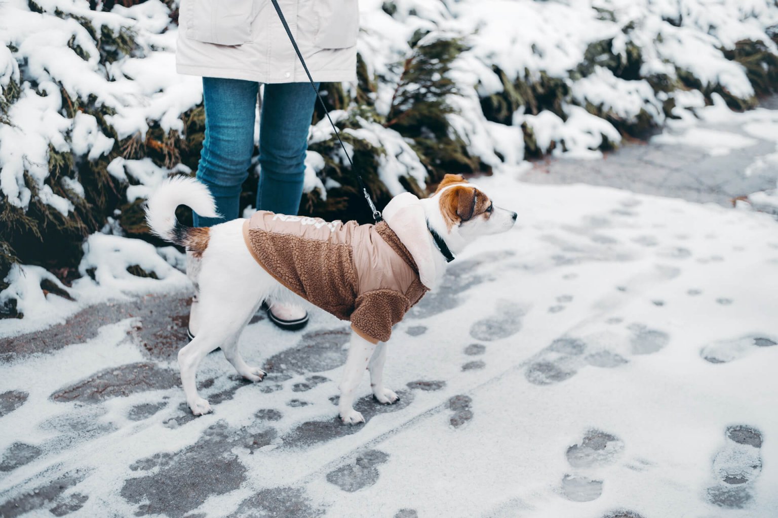 Rötlich-braun-weißer Kleinhund mit Hundemantel an der Leine seines Frauchens beim Gassi gehen im Schnee