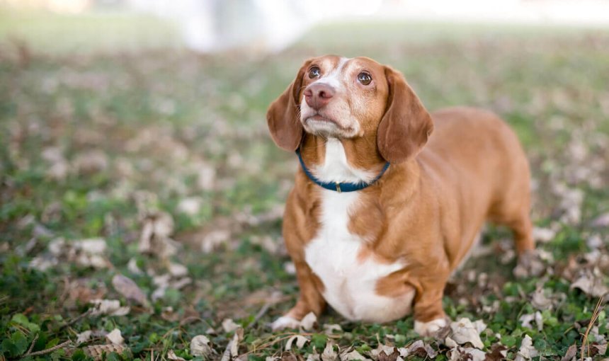 Perro con sobrepeso tumbado en el suelo