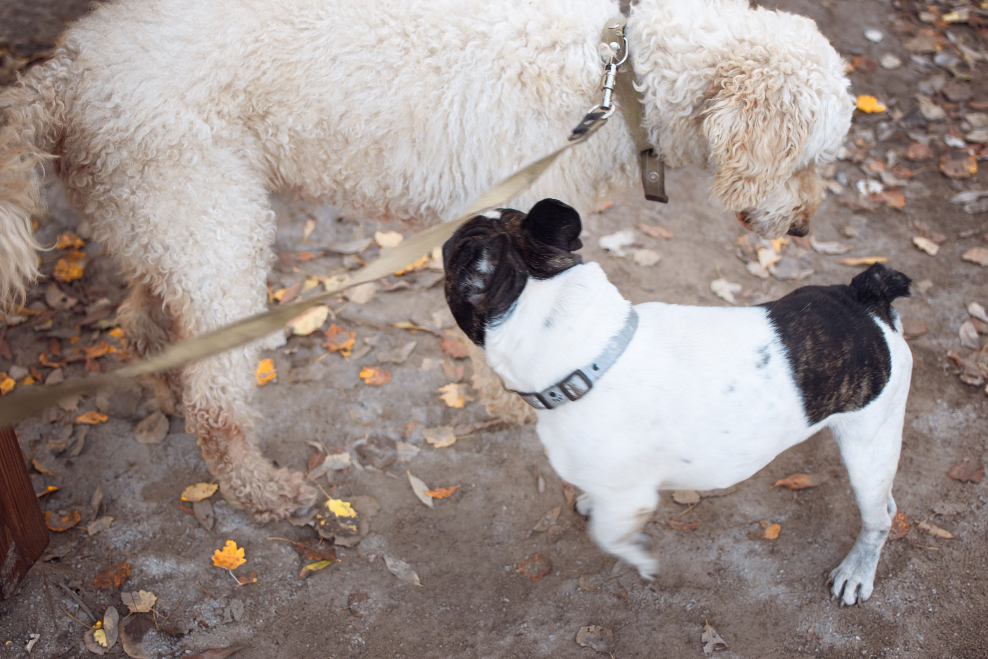 A dog in heat sniffing out another