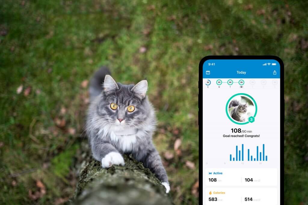 gatto grigio si arrampica su un albero, screenshot dell'applicazione Tractive GPS Monitoraggio dell'Attività per gatti