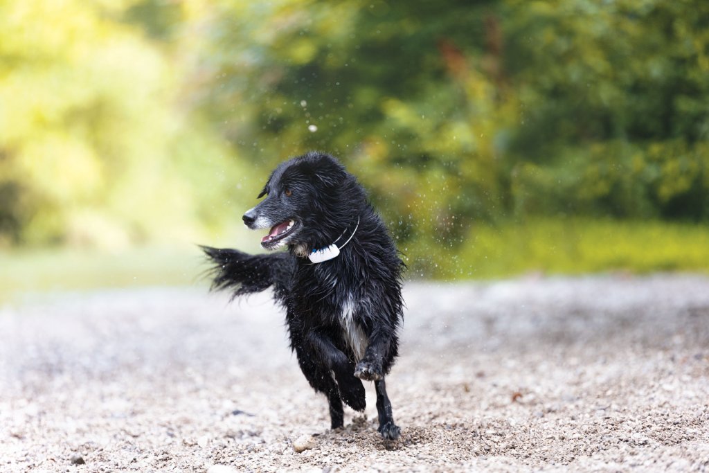 Perro negro con el localizador de perros Tractive GPS 