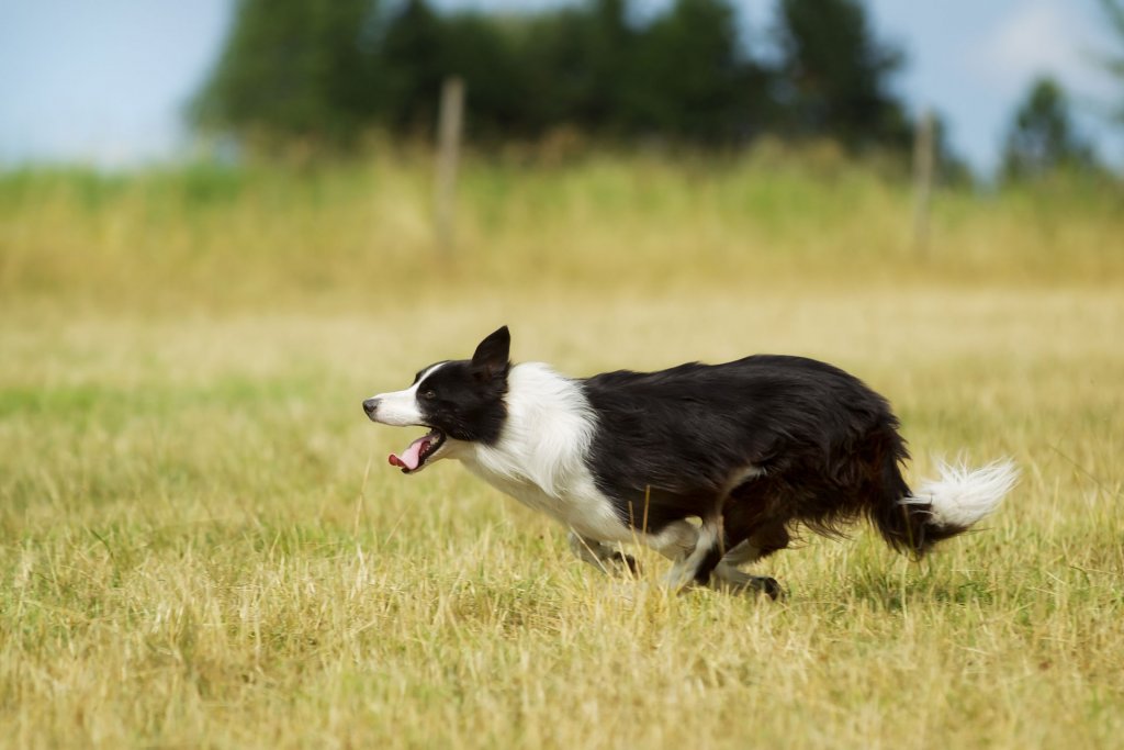 zwart-witte buitenhond die op een grasveld rent