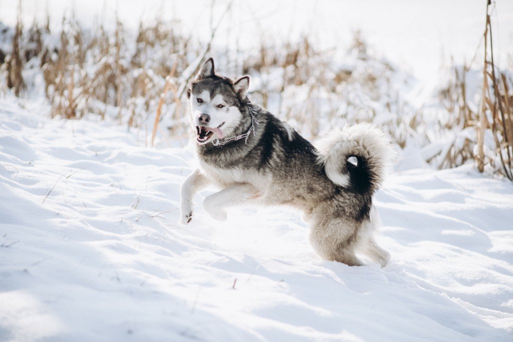 husky die buiten in de sneeuw springt