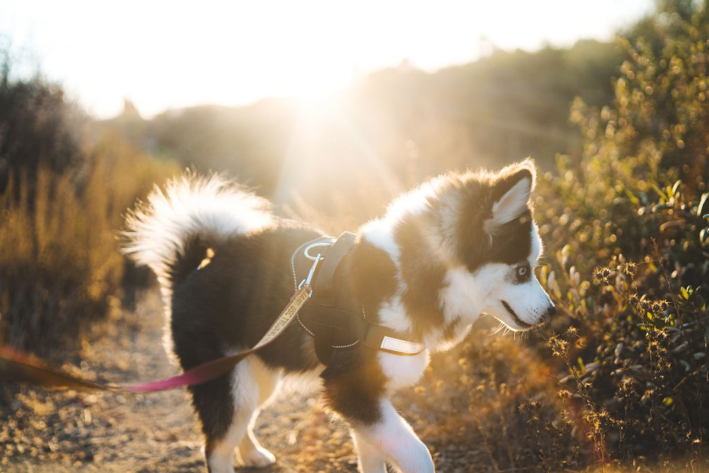 Cachorro husky con correa al aire libre, con el sol en el fondo