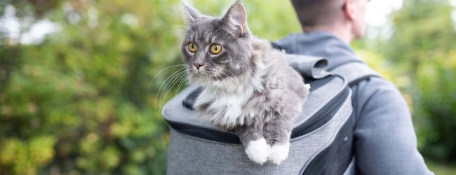 homme en randonnée avec un chat dans un sac à dos