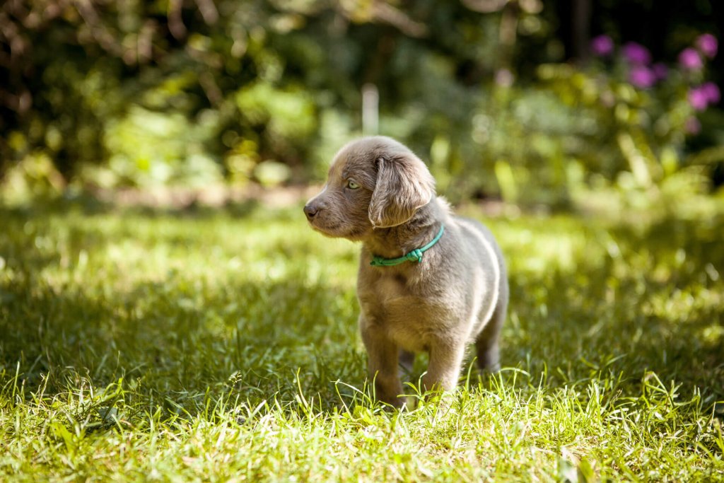 chiot gris avec un collier vert se promenant dans un jardin au soleil