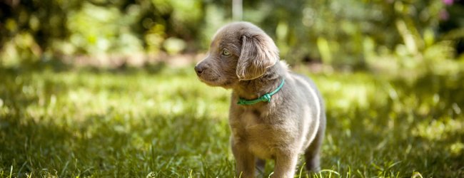 chiot gris avec un collier vert se promenant dans un jardin au soleil