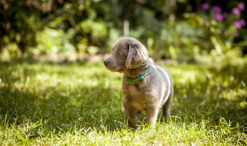 chiot gris avec un collier vert se promenant dans un jardin au soleil