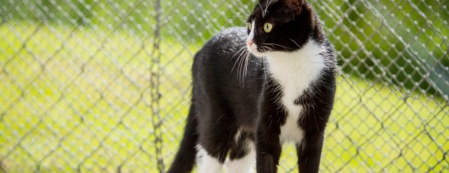 Gato blanco y negro al aire libre delante de una red