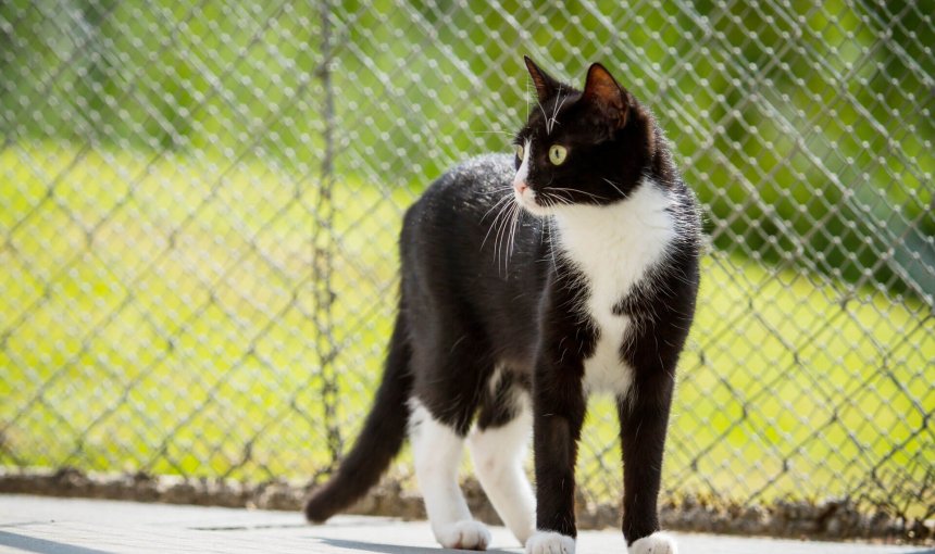 Gato blanco y negro al aire libre delante de una red