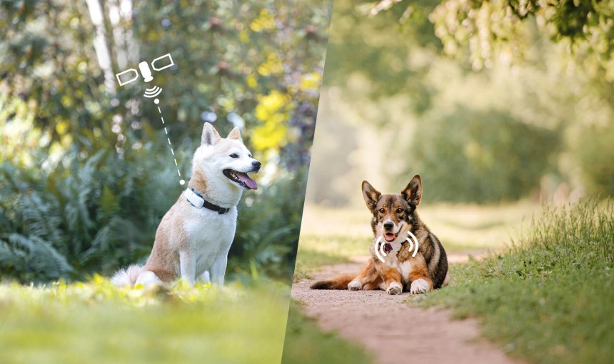 two dogs outside, one wearing a gps dog tracker, one wearing a radio frequency pet tracker