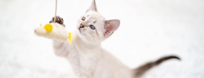 small white kitten on white background playing with a hanging toy