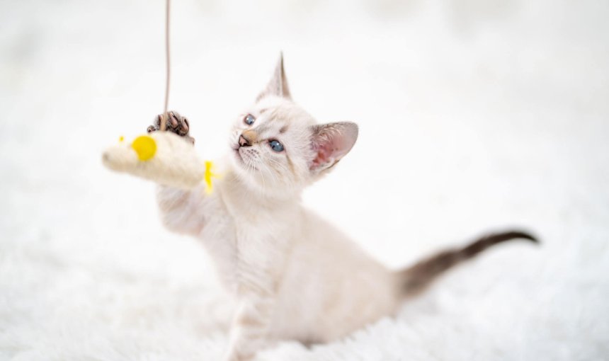 small white kitten on white background playing with a hanging toy