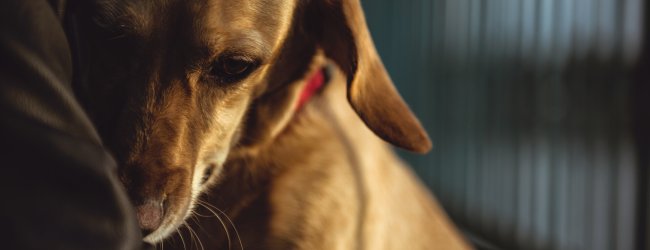 A scared dog huddling against its owner