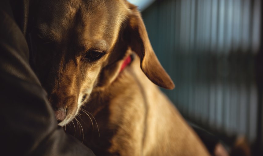 A scared dog huddling against its owner