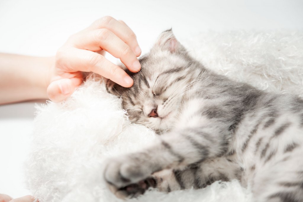 chaton gris qui dort et une main qui lui caresse la tête