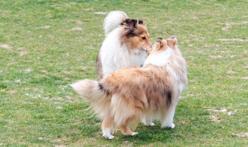 due cani di colore bianco e marrone si annusano in un prato