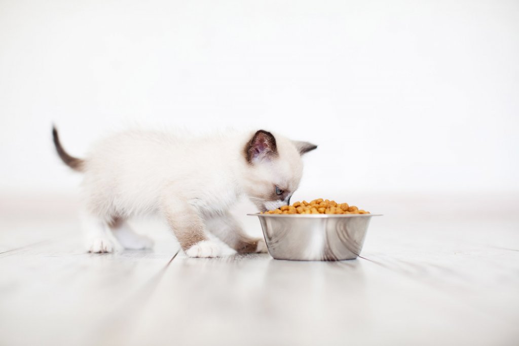 chaton blanc mangeant des croquettes dans sa gamelle