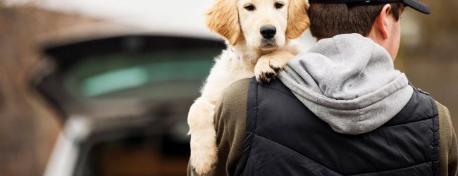 Hundedieb mit schwarzer Kappe und dunkler Kleidung trägt gestohlenen Golden Retriever davon