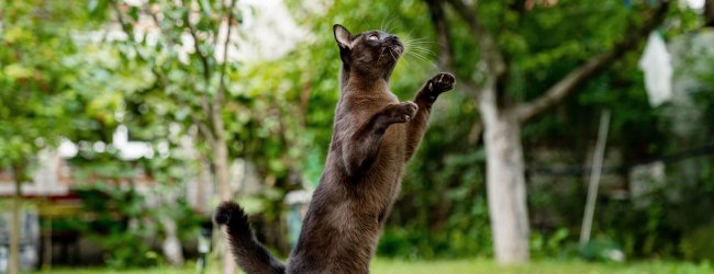 Braun-schwarze Katze macht Männchen in der Wiese