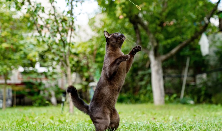 Braun-schwarze Katze macht Männchen in der Wiese