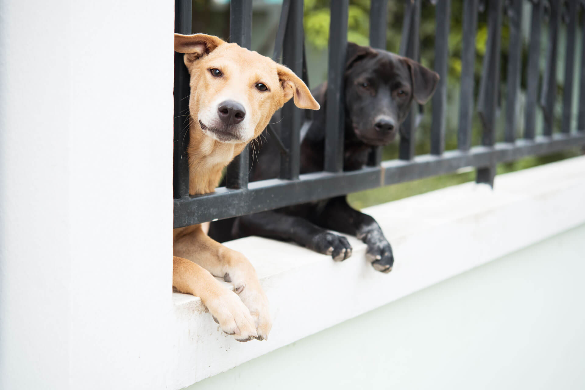 one light brown dog and one black dog sticking their heads and paws through a black metal fence