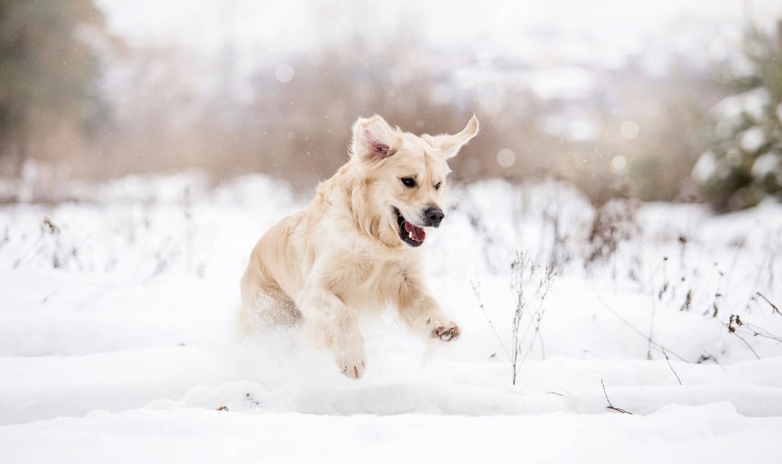 yellow dog running through snow outside in winter