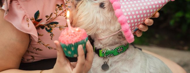 A dog wearing a party hat sitting by a woman holding a cupcake