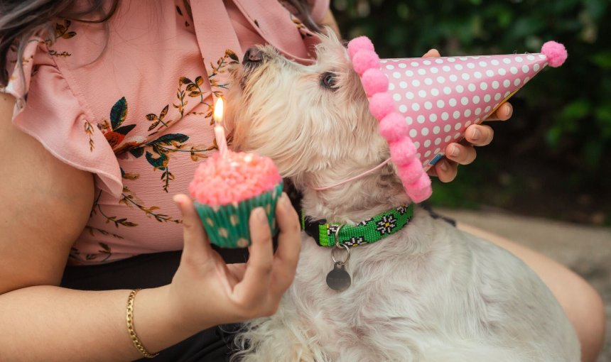 A dog wearing a party hat sitting by a woman holding a cupcake