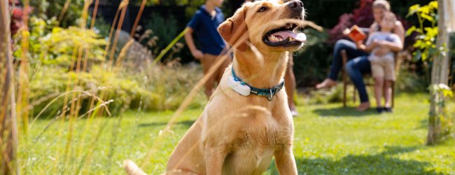 labrador avec un collier GPS Tractive assis dans un jardin, famille en arrière-plan