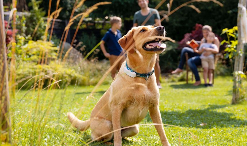 labrador avec un collier GPS Tractive assis dans un jardin, famille en arrière-plan