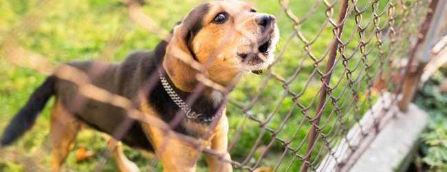 perro marrón y negro detrás de una verja ladrando